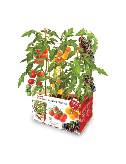 Caja con tomates de colores batlle