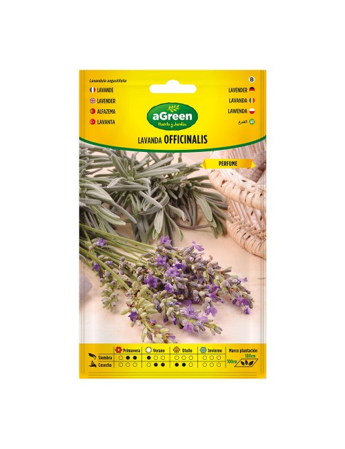 Sobre con semillas de lavanda officinalis 301031bolsh agreen